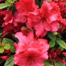 Light Red Azalea Flower seeds for Planting - Cut Flower Favorite, Heirloom & GMO Free Seeds for Home Garden
Sale seeds for home garden