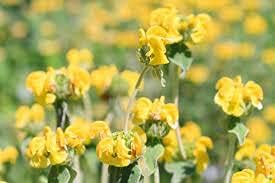 Jerusalem Sage Yellow Flower seeds for Planting - Drought Tolerant, Heirloom & GMO Free Seeds for Home Garden
Sale seeds for home garden
