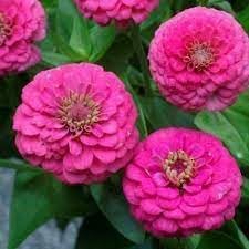 Elegans Flower seeds for Planting - Low Maintenance, Heirloom & GMO Free Seeds for Home Garden
Sale seeds for planting in home garden