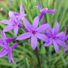 Heirloom Tulbaghia Flower seeds blooming in flower beds, containers, borders, and pollinator-friendly gardens
