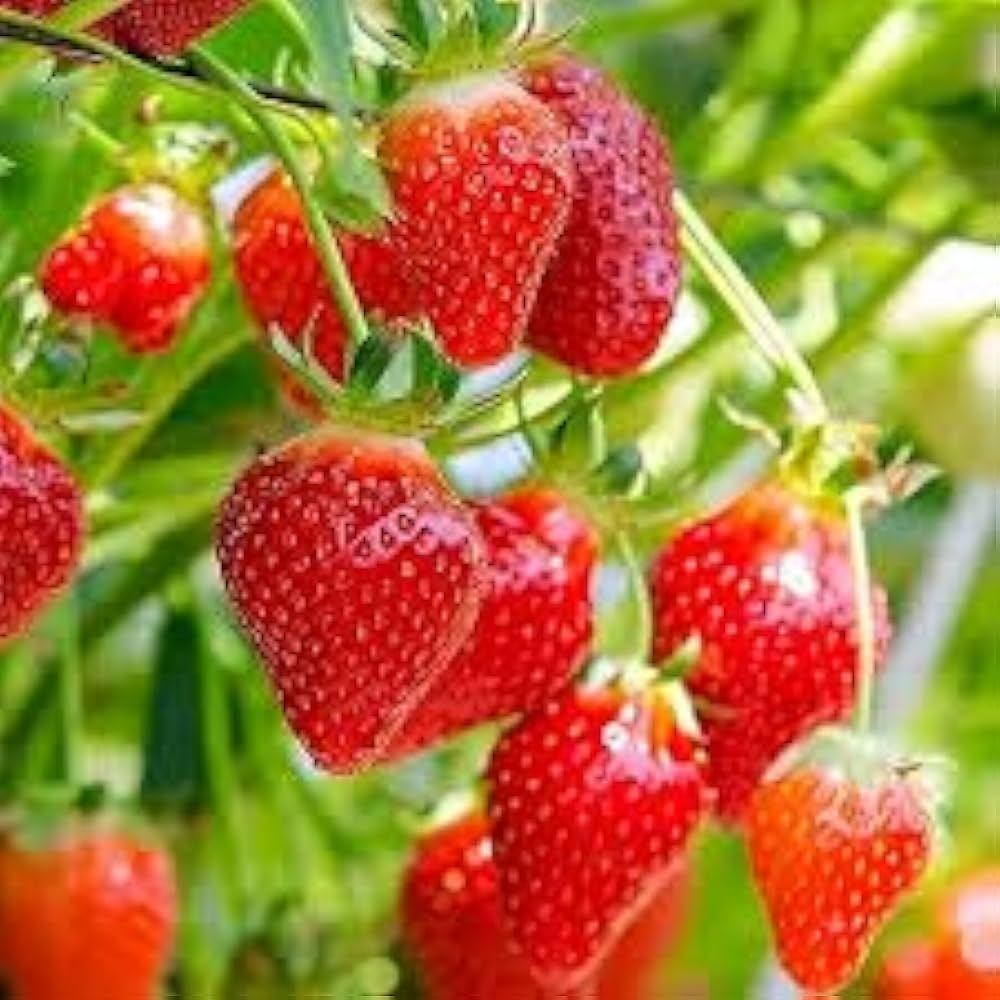Balcony Edible Berry Plant Seeds – Potted Ornamental Red Fruit