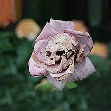 Death Rose Pink Flower seeds for Planting - Cottage Garden Essential, Heirloom & GMO Free Seeds for Home Garden
Sale seeds for home garden