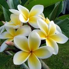 Plumeria Flower seeds for Planting - Shade Tolerant, Heirloom & GMO Free Seeds for Home Garden
Sale seeds for home garden