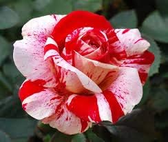 Red & Light Pink Rose Seeds for Planting, Heirloom Non-GMO Flowers for Home Garden
Sale seeds for home garden