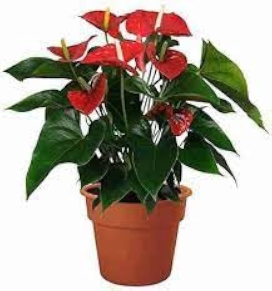 Anthurium Flower Seeds Anthurium andraeanum for Planting in Indoor Pot and Decorative Garden