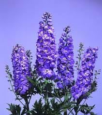 Delphinium Lavender Flower seeds for Planting - Perfect for Borders, Heirloom & GMO Free Seeds for Home Garden
Sale seeds for home garden