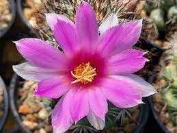 Mammillaria Flower seeds blooming in flower beds, containers, borders, and pollinator-friendly gardens