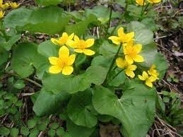 Caltha Palustris Flower seeds for Planting - Vibrant Colors, Heirloom & GMO Free Seeds for Home Garden
Sale seeds for home garden