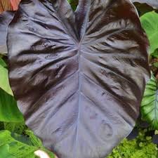 Leaf Alocasia Flower seeds blooming in flower beds, containers, borders, and pollinator-friendly gardens