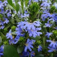 Crassifolia Flower seeds for Planting Hardy Variety Heirloom & GMO Free Seeds for Home Garden
Sale for planting in home garden