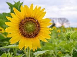 SunFlower seeds for Planting Wildflower Mix Heirloom & GMO Free Seeds for Home Garden
Sale for planting in home garden
