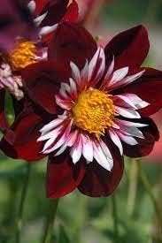 Night Butterfly Dahlia Flower seeds blooming in flower beds, containers, borders, and pollinator-friendly gardens