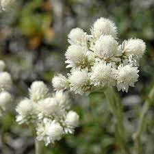 Pussytoes Flower seeds blooming in flower beds, containers, borders, and pollinator-friendly gardens