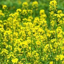Rapeseed Flower seeds blooming in flower beds, containers, borders, and pollinator-friendly gardens