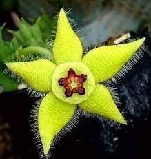 Stapelia Flower seeds for Planting Hardy Variety Heirloom & GMO Free Seeds for Home Garden
Sale for planting in home garden