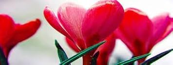Pink Cream Hemerocallis Flower Seeds for Planting Wildflower Mix Heirloom & GMO Free Seeds for Home Garden
Sale for planting in home garden
