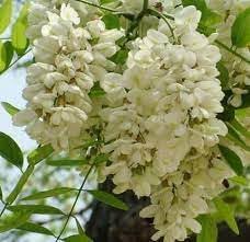 Sophora Japonica Tree Seeds Planting
