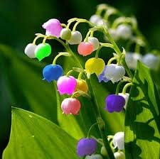 Bell Orchid Flower seeds for Planting - Perfect for Borders, Heirloom & GMO Free Seeds for Home Garden
Sale seeds for home garden