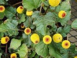 Acmella Flower seeds for Planting Garden Favorite Heirloom & GMO Free Seeds for Home Garden
Sale for planting in home garden