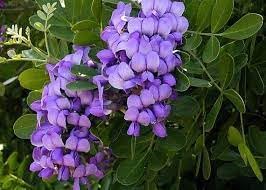 Heirloom Laurel Sophora Flower seeds blooming in flower beds, containers, borders, and pollinator-friendly gardens