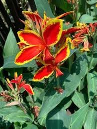 Canna Lily Flower seeds for Planting - Shade Tolerant, Heirloom & GMO Free Seeds for Home Garden
Sale seeds for home garden