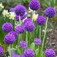 Heirloom Denticulata Flower seeds for Planting Wildflower Mix Heirloom & GMO Free Seeds for Home Garden
Sale for planting in home garden