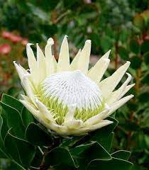 Protea Flower seeds blooming in flower beds, containers, borders, and pollinator-friendly gardens