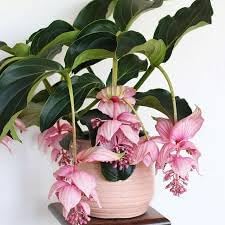 Medinilla Magnifica Flower seeds for Planting - Cut Flower Favorite, Heirloom & GMO Free Seeds for Home Garden
Sale seeds for home garden