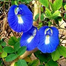 Clitoria Ternatea Flower seeds for Planting - Sun Loving, Heirloom & GMO Free Seeds for Home Garden
Sale for planting in home garden.