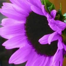 Purple Mini Sunflower Seeds for Planting, Heirloom Non-GMO, High Germination Organic Garden Seeds
Sale seeds for home garden