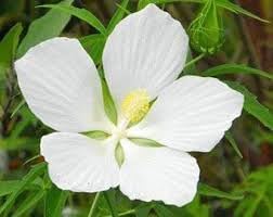 Heirloom Texas Star Hibiscus Flower seeds blooming in flower beds, containers, borders, and pollinator-friendly gardens