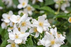 Heirloom Philadelphus Lewisii Flower seeds for Planting Easy to Grow Heirloom & GMO Free Seeds for Home Garden
Sale for planting in home garden