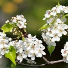 White Calleryana Flower seeds for Planting - Cut Flower Favorite, Heirloom & GMO Free Seeds for Home Garden
Sale for planting in home garden.