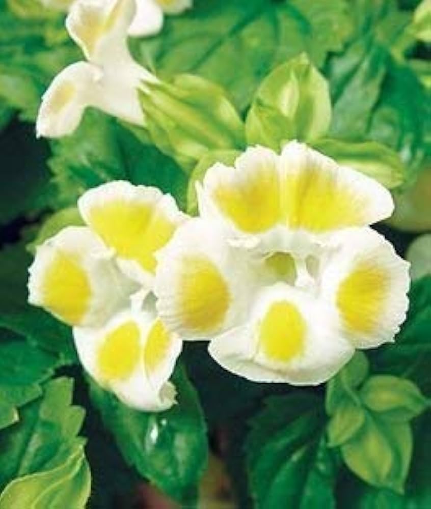 Evergrowseeds Lemon Drop Torenia herb seeds for planting in flower beds, showing vibrant yellow flowers and seed packets.