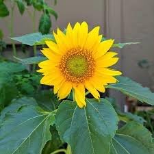 Heirloom Sunflower Flower seeds blooming in flower beds, containers, borders, and pollinator-friendly gardens