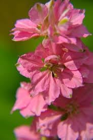 Delphinium Flower seeds for Planting - Cottage Garden Essential, Heirloom & GMO Free Seeds for Home Garden
Sale seeds for home garden