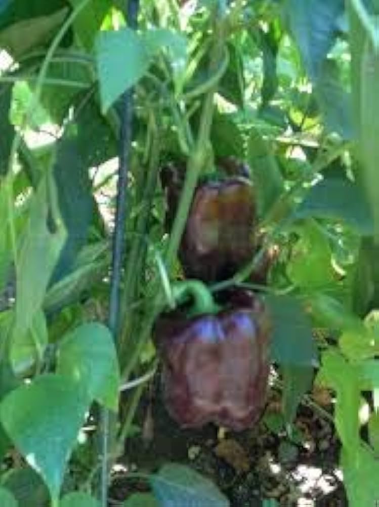 Chocolate Pepper Seeds for Easy Planting