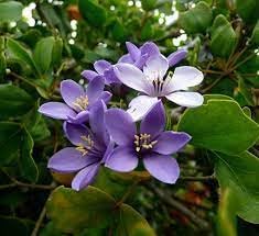 Lignum Flower seeds blooming in flower beds, containers, borders, and pollinator-friendly gardens