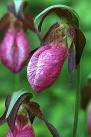 Lady's Slipper Flower seeds for Planting - Compact Growth, Heirloom & GMO Free Seeds for Home Garden
Sale seeds for home garden