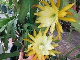 Epiphyllum Flower seeds blooming in flower beds, containers, borders, and pollinator-friendly gardens