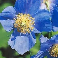Meconopsis Flower seeds blooming in flower beds, containers, borders, and pollinator-friendly gardens