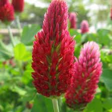 Heirloom Manure Flower seeds for Planting Shade Tolerant Heirloom & GMO Free Seeds for Home Garden
Sale for planting in home garden