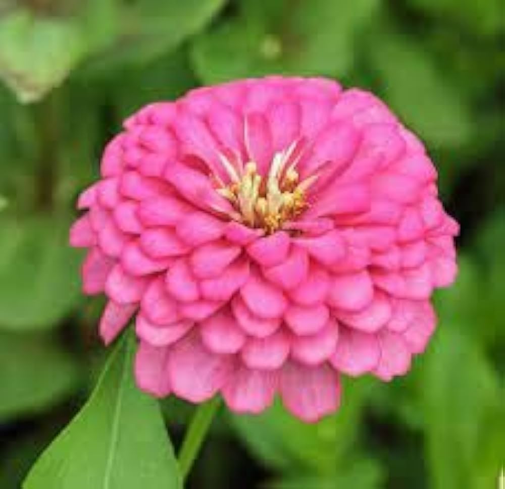 Zinnia Flower seeds for Planting - Perfect for Borders, Heirloom & GMO Free Seeds for Home Garden
Sale for planting in home garden.