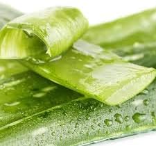 Light Green Aloe Vera Flower seeds for Planting - Low Maintenance, Heirloom & GMO Free Seeds for Home Garden
Sale seeds for home garden