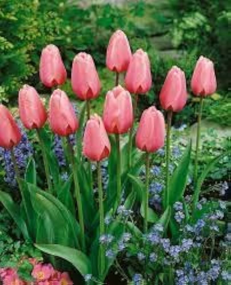 Pink Tulip Flower Seeds for Planting – Heirloom NonGMO Organic Garden Seeds with High Germination
Sale - Evergrowseeds