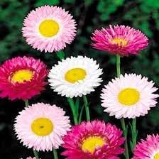 Paper Acroclinium Flower seeds blooming in flower beds, containers, borders, and pollinator-friendly gardens