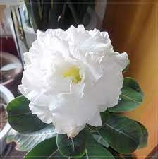 Heirloom Adenium Flower seeds for Planting Hardy Variety Heirloom & GMO Free Seeds for Home Garden
Sale for planting in home garden