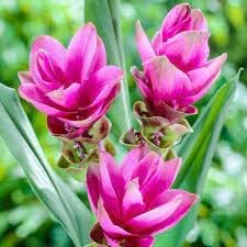 Heirloom Siam Tulip Flower seeds for Planting Compact Growth Heirloom & GMO Free Seeds for Home Garden
Sale for planting in home garden