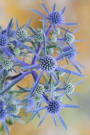 Eryngium Flower seeds blooming in flower beds, containers, borders, and pollinator-friendly gardens