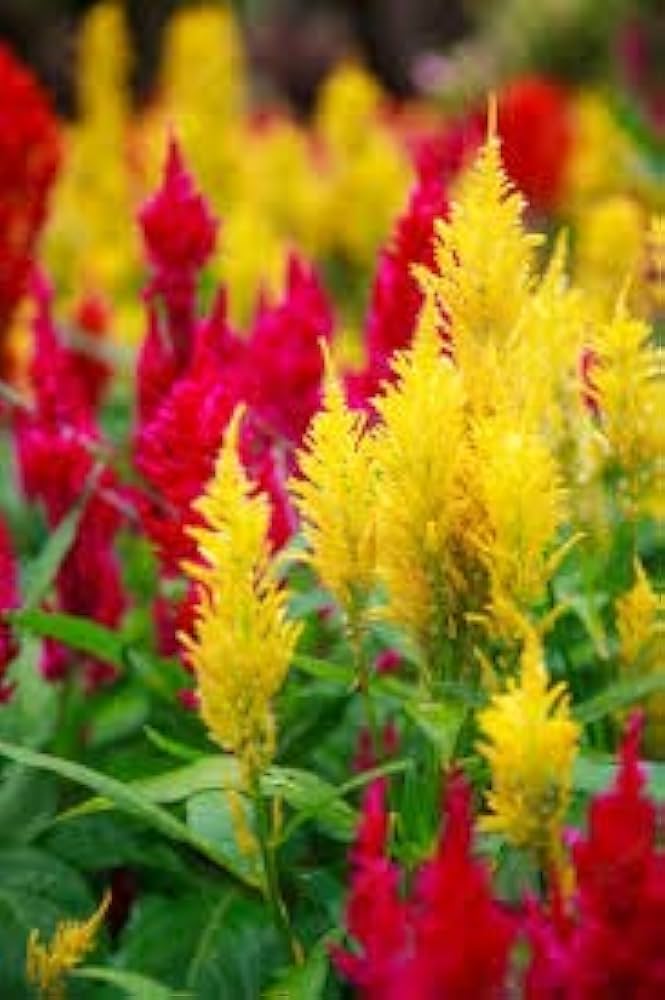 Celosia Fresh Look Orange Seeds for Planting flower bed garden